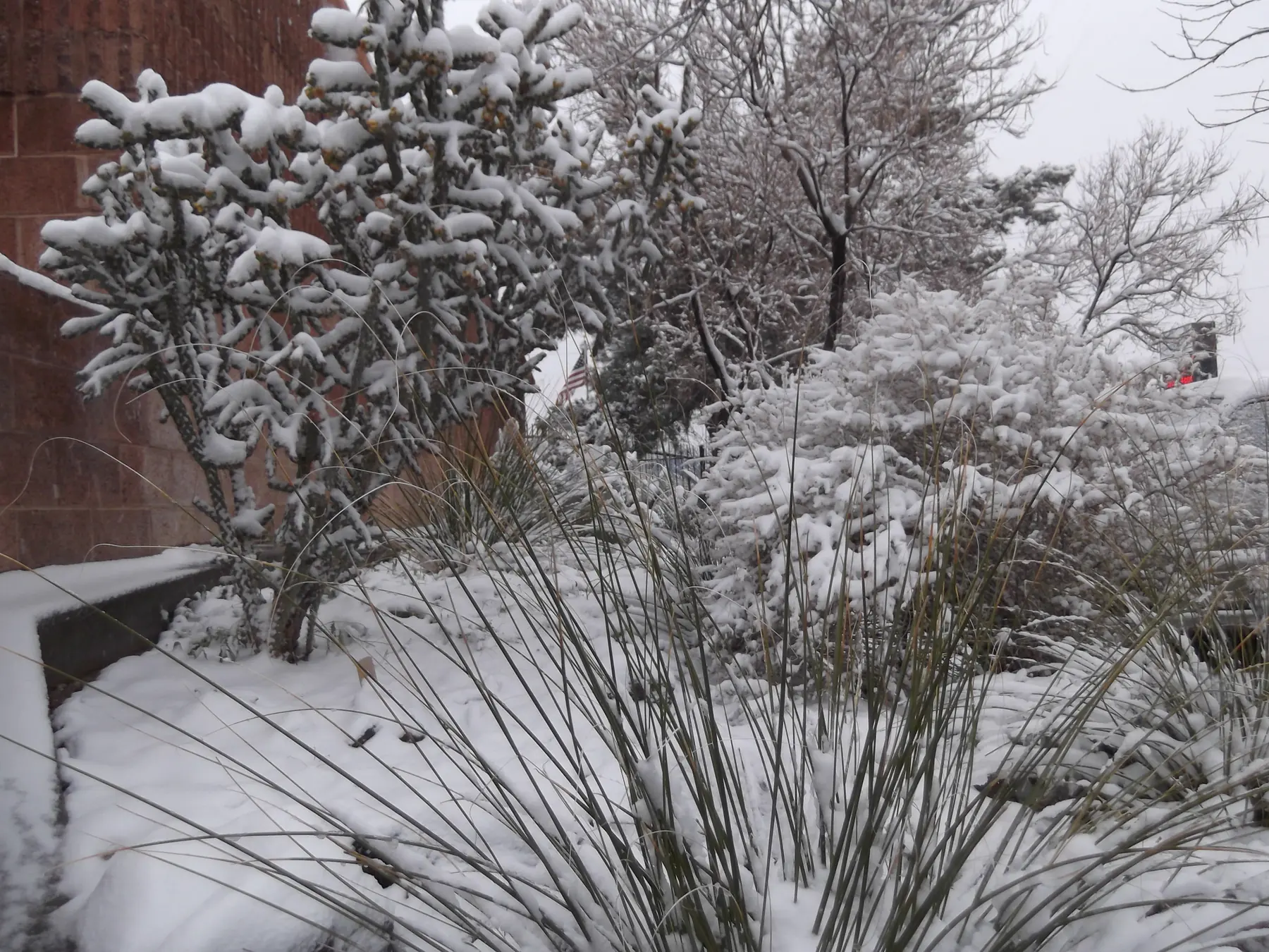 Winter Garden