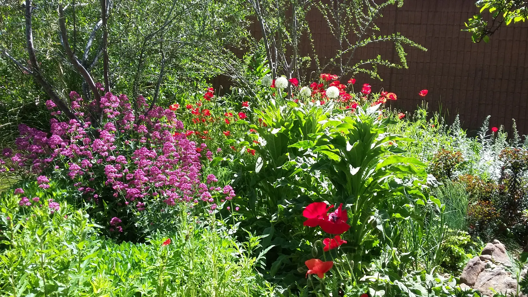 Garden Flowers